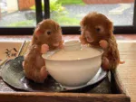 Adorable palm-sized silicone reborn puppy dolls with a teapot, perfect for collectors.
