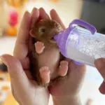 Small silicone puppy doll being fed with a baby bottle for realism.