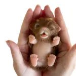 Small silicone reborn puppy doll in a person's hand, realistic and adorable.